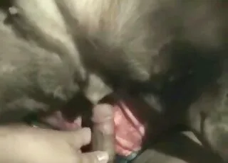 Loving Doggie Enjoys Deep Anal Sex Session