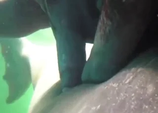 Horny Walrus Hardcore Sex Clip - Zoo Sex animal sex Porn HD Clip