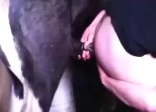 First stallion sex with tight pony in zoo tube hd clips animal sex porn