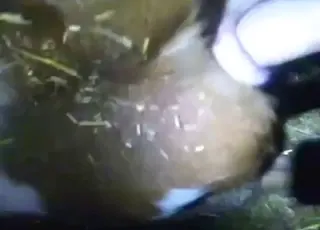 Young Calf Pleasing with Deep Opening in HD Zoo Sex Clip