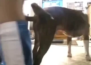 Wild Dog Fuck Hard by Guy in Zoo XXX Scene