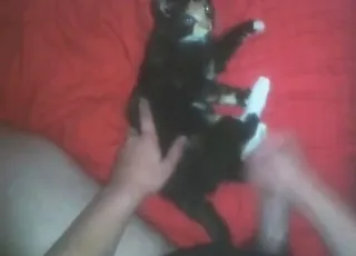 Adorable Cat Takes Huge Dick in Zoo Sex Clip
