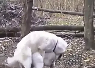 White German Shepherd Dogs Mating Sex Scene