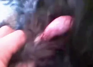 Zoo Sex: Licking Madness With Wide Spread Animal Twat in Hd