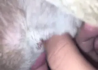 POV White Dog Getting Fingered in Fun Zoo Sex HD Clip