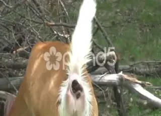 Sexy Deer Taking a Dump in HD Zoo Sex Clip