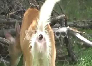 Sexy Deer Taking a Dump in HD Zoo Sex Clip