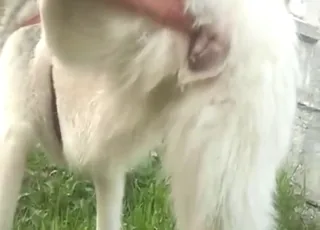 Teasing Husky Bitch Piss Fetish HD Clip Zoo Sex Tube animal sex Porn