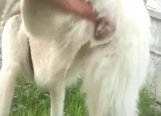 Teasing Husky Bitch Piss Fetish HD Clip Zoo Sex Tube animal sex Porn
