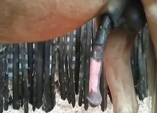 Big Dicked Horse Fucks Girl in HD animal sex Zoo Tube Clip