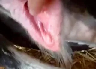 Haunting Zoo Close-ups That Linger: animal sex & Animal Porn HD Clips