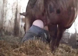Dude Gets Tight Anal Fucked By Farm Animal