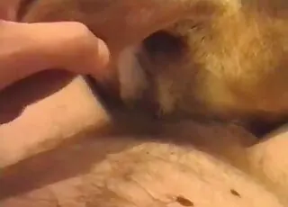 Close-up of playful animal getting fucked