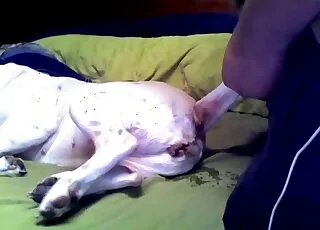 Cute White Animal Getting Deep Ass Penetration