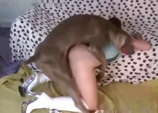 Big-bottomed chick enjoys intense dog animal sex session