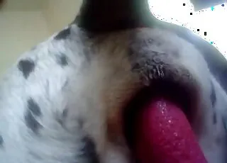 Stunning Anal Sex With A Great-Looking Doggy In Zoo Tube HD