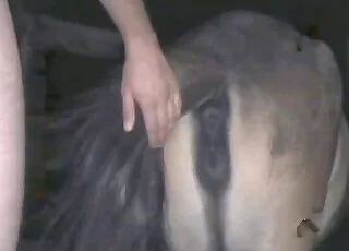 Good looking brown animal enjoys passionate sex with hot lover