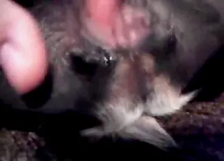 Lovely Tight Anal Hole Stimulating Animal Sex Clip