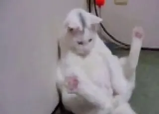 Small Pointy Cat Penis Close Up HD Zoo Sex animal sex Porn Tube