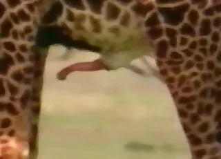 Sexy Wild Giraffes Doggy Style Sex Zoo Tube animal sex HD Clips