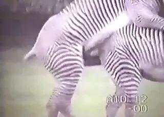 Exotic Animals Showing Off Their Dicks in HD Zoo Sex Clips