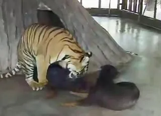 Small Doggy Gets Fucked By Tiger From Behind On Cam