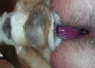 Close-up animal sex session with cute pets