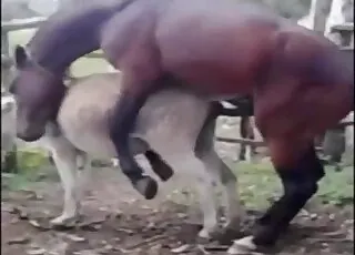 Cute Stallion Screws Passionate Mare From Behind