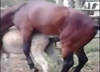 Cute Stallion Screws Passionate Mare From Behind