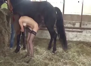 Huge Stallion Breeding Pretty Mare on Farm in HD