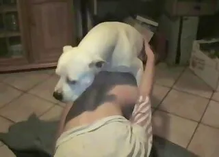 Perverted Sex With A Filthy Angel In Hd Zoo Tube animal sex Clips