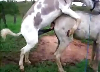 Big beast fucks his girlfriend from behind in hd