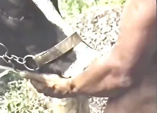Outdoor sex scene with animals getting a big cumshot